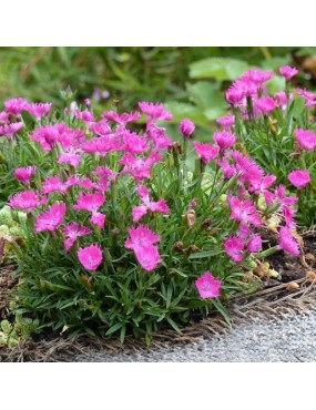 DIANTHUS GRATIANOPOLITANUS...