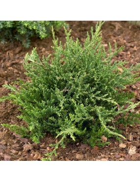 JUNIPERUS HORIZONTALIS...