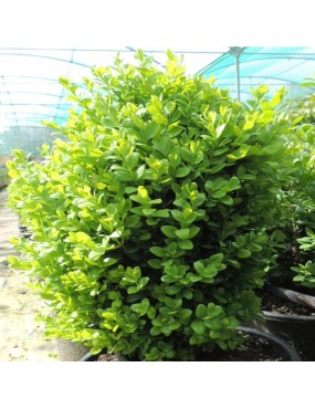 BUXUS PUMILA