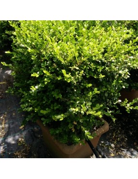 BUXUS ROTUNDIFOLIA