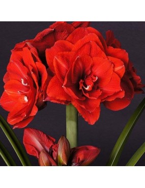 AMARYLLIS HIPPEASTRUM...