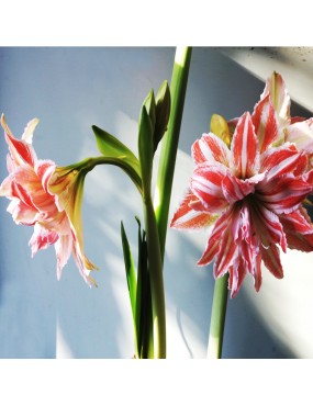 AMARYLLIS HIPPEASTRUM...