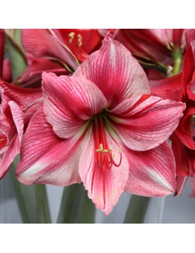 AMARYLLIS HIPPEASTRUM GERVASE