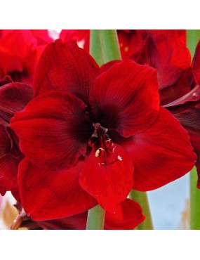 AMARYLLIS HIPPEASTRUM GRAND...