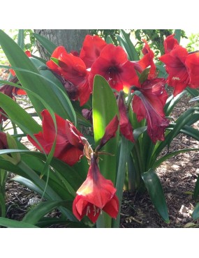 AMARYLLIS HIPPEASTUM RED LION