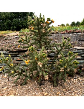 CYLINDROPUNTIA IMBRICATA