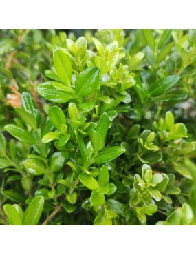 BUXUS FAULKNER