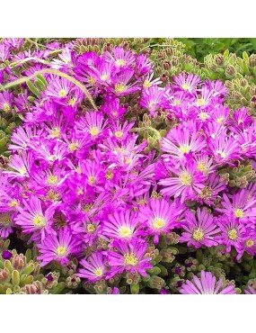 DROSANTHEMUM FLORIBUNDUM