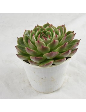 ECHEVERIA AGAVOIDES