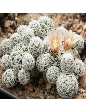 MAMMILLARIA GRACILIS