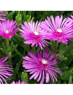 LAMPRANTHUS SPECTABILIS