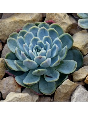 ECHEVERIA ELEGANS BLU