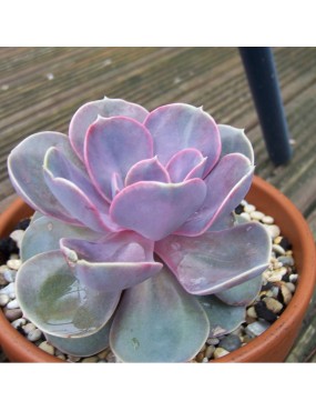 ECHEVERIA PERLE VON NURNBERG