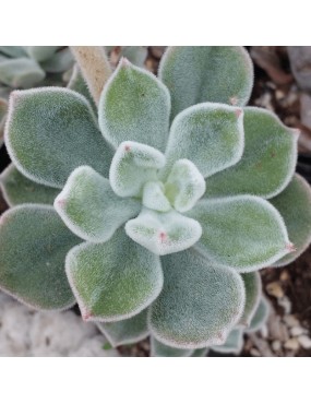 ECHEVERIA PULVINATA FROSTY