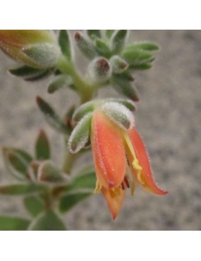 ECHEVERIA PULVINATA NOVA