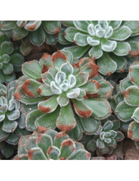 ECHEVERIA SETOSA