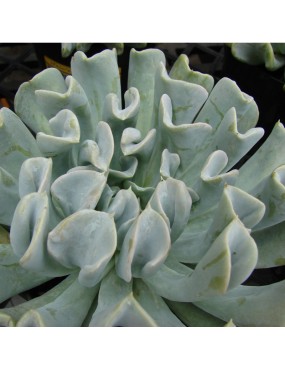 ECHEVERIA RUNYONII TOPSY TURVY