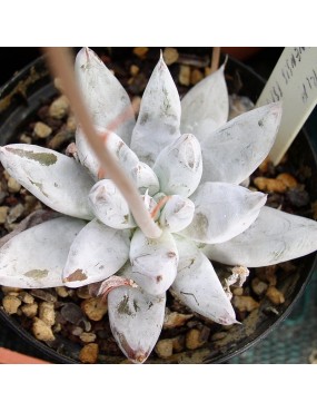 ECHEVERIA TOLIMANENSIS