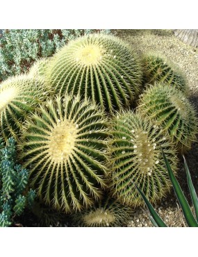 ECHINOCACTUS GRUSONII