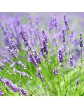 LAVANDULA OFFICINALIS