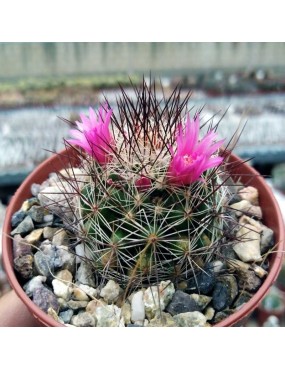 MAMMILLARIA GRACILIS ANTJE