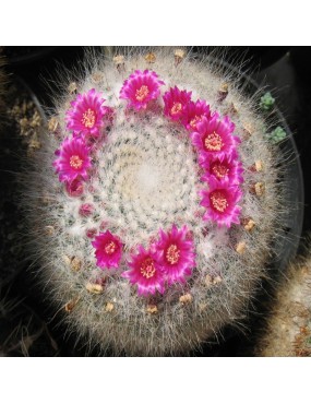 MAMMILLARIA HAHNIANA