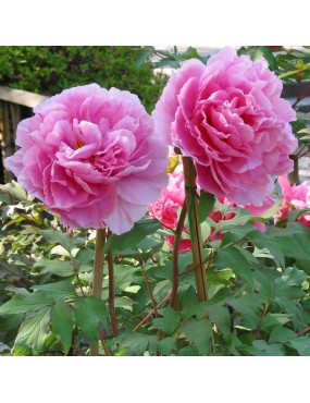 PAEONIA LACTIFLORA