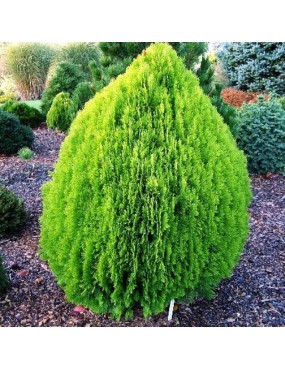 THUJA ORIENTALIS AUREO...