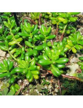 SEDUM RUBROTINCTUM