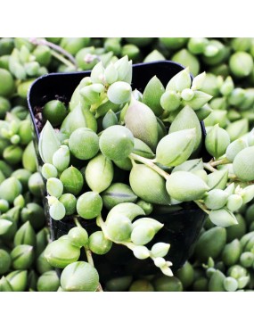 SENECIO HERREANUS - STRING...