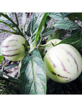 SOLANUM MURICATUM (PEPINO)