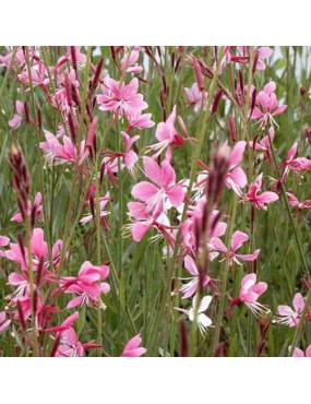 GAURA LINDHEIMERI SISKIYOU...