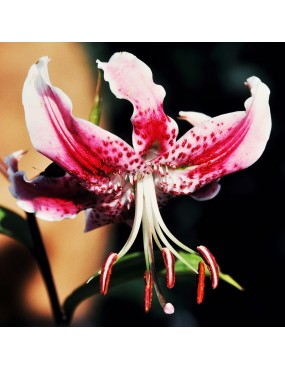 GIGLIO (LILIUM SPECIOSUM)