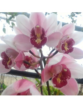 CYMBIDIUM 1 STELO