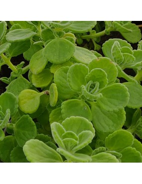 ORIGANO CUBANO PLECTRANTHUS...