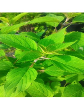 SALVIA ELEGANS ANANAS