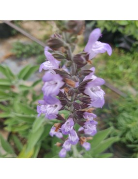 SALVIA OFFICINALIS