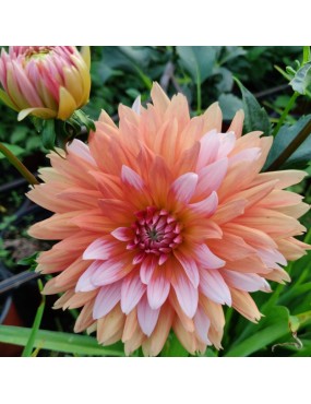 DALIA (DAHLIA) GERRIE HOEK