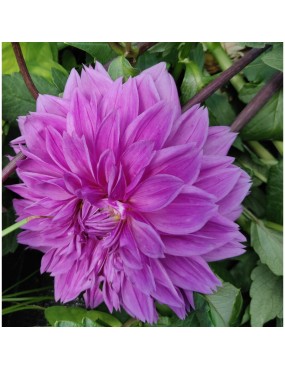 DALIA (DAHLIA) LILAC TIME