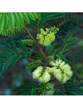 ALBIZIA LOPHANTHA