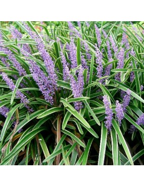 LIRIOPE MUSCARI VARIEGATA