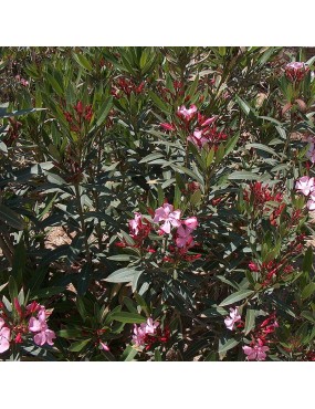 NERIUM OLEANDER