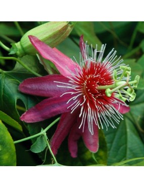 PASSIFLORA ANASTASIA