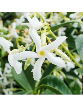 TRACHELOSPERMUM JASMINOIDES...