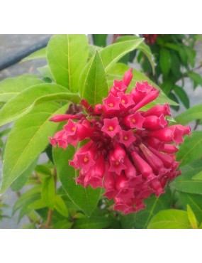 CESTRUM RUBRUM