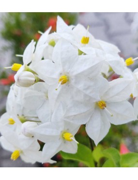 SOLANUM JASMINOIDES