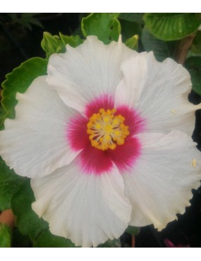 HIBISCUS SINENSIS